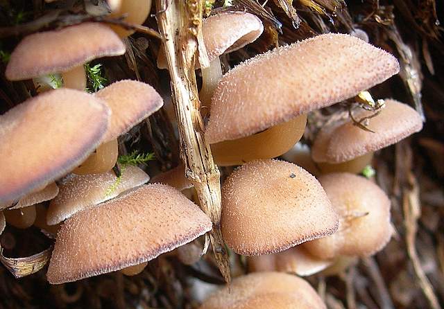Clitocybe puberula